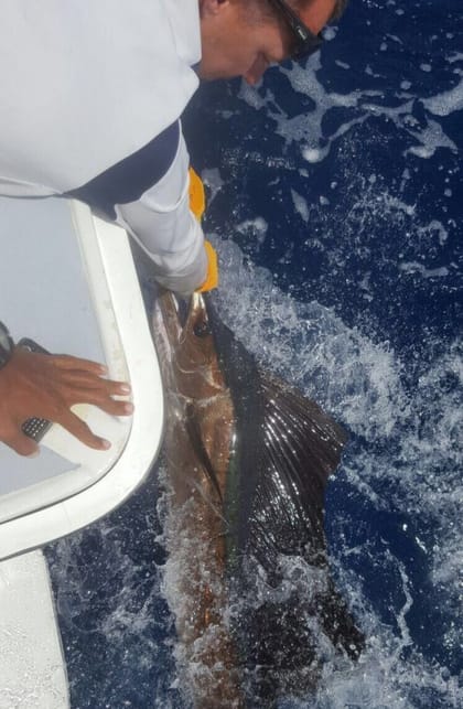 A sailfish brought alongside, the mate reaching for the bill