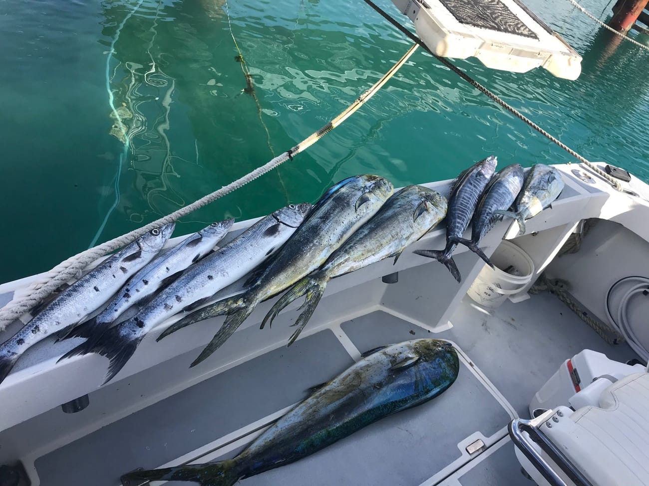 Wahoo and mahi mahi laid out on the gunwale over clear water