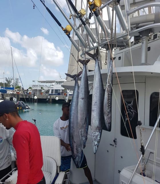 Wahoo hung up on the boat at the dock after a trip