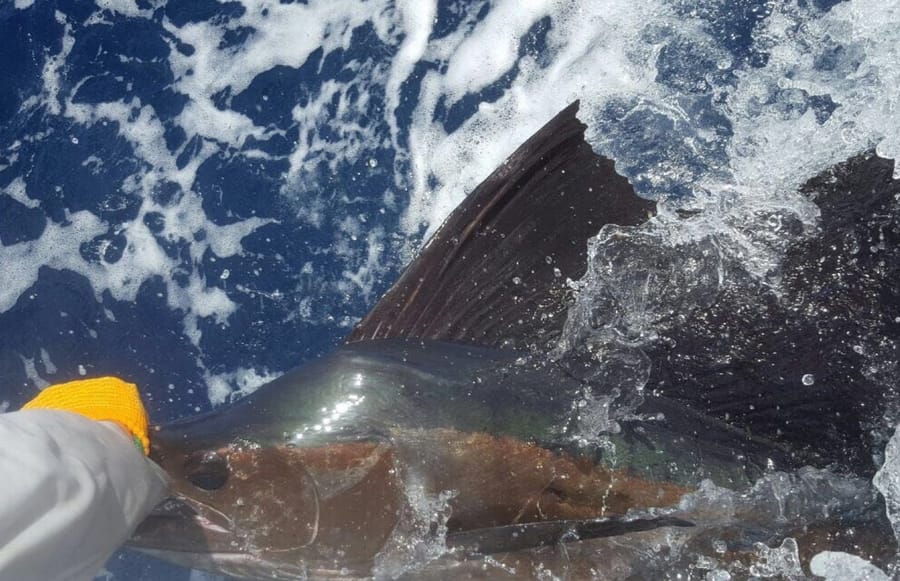 A sailfish thrashing at the surface beside the boat, a gloved hand on the bill