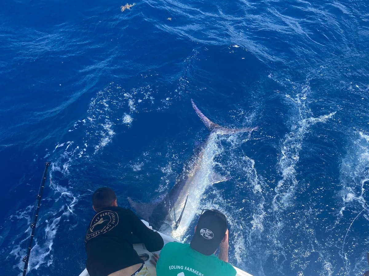 A blue marlin alongside Lucky Penny, two of the crew in Lucky Penny shirts leaning over the side to it