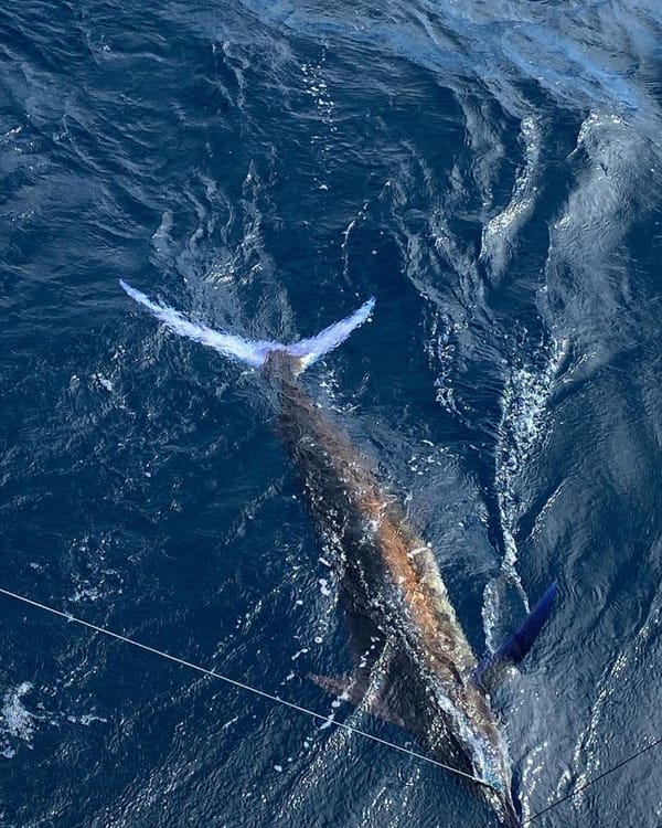 A blue marlin just under the surface, the line running to it