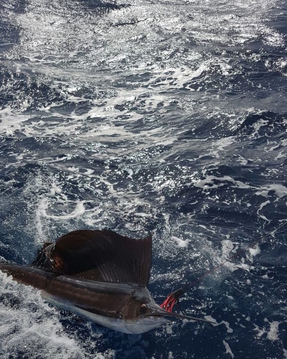 A sailfish leaping out of the water