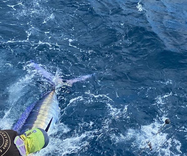 A blue marlin jumping beside the boat on the line