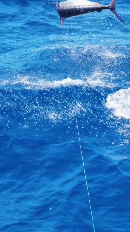A marlin jumping clear of the water, the line running to it